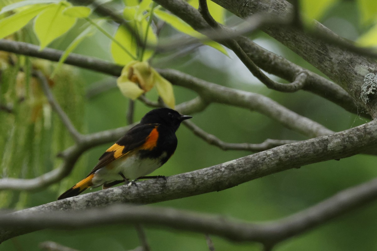 American Redstart - Larry Therrien