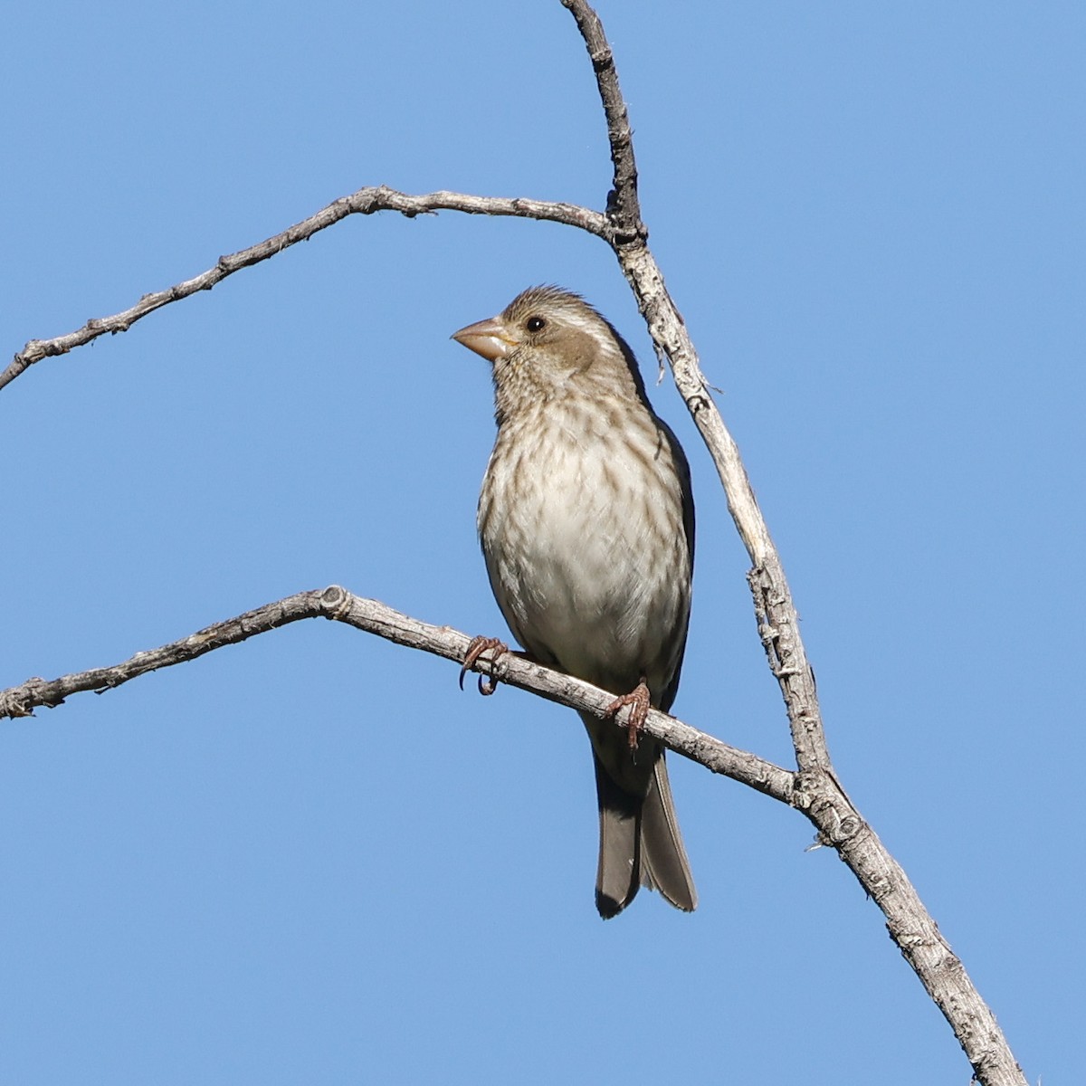 Purple Finch - Becca Cockrum