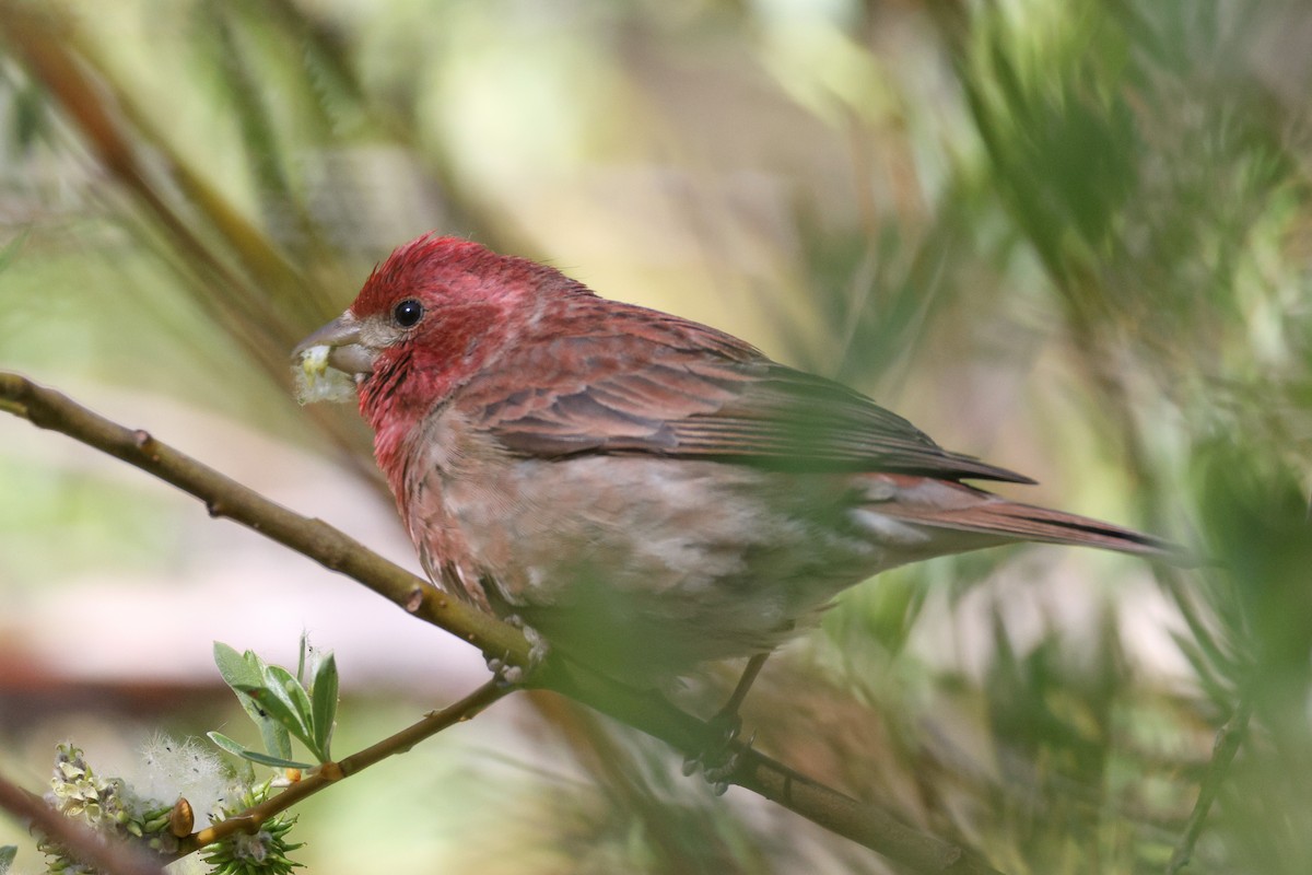 Purple Finch - Becca Cockrum