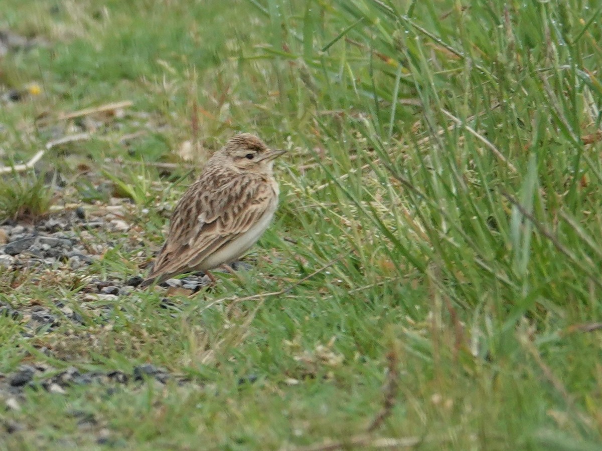 Greater Short-toed Lark - Vincent PERRIN