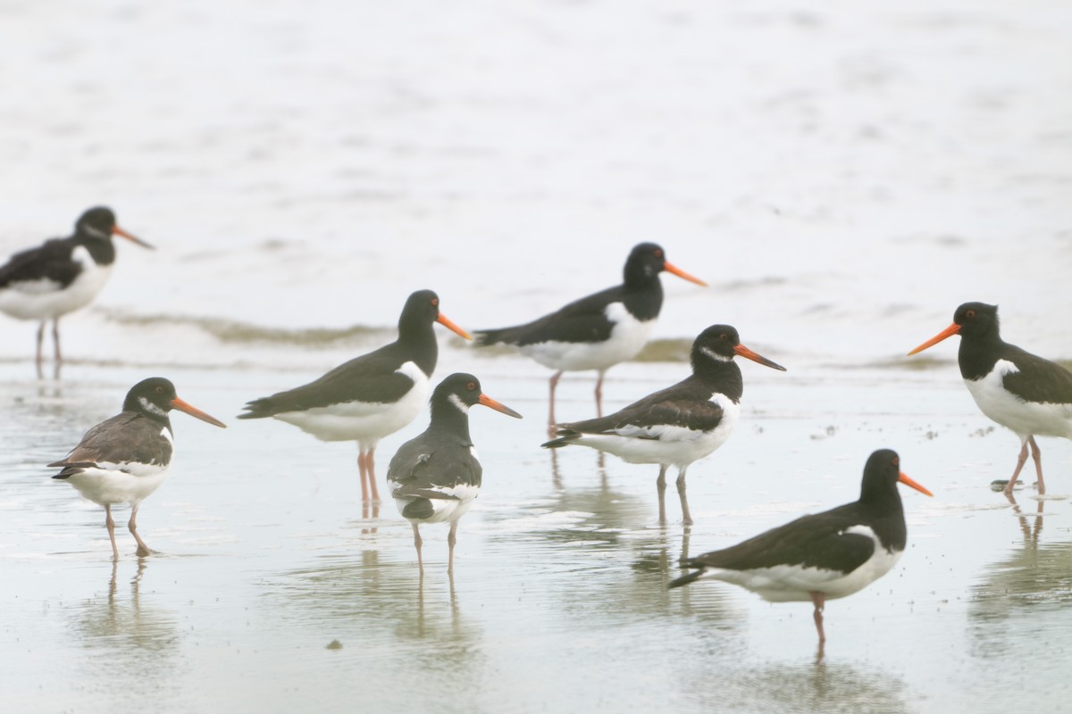 Eurasian Oystercatcher - Guido Van den Troost