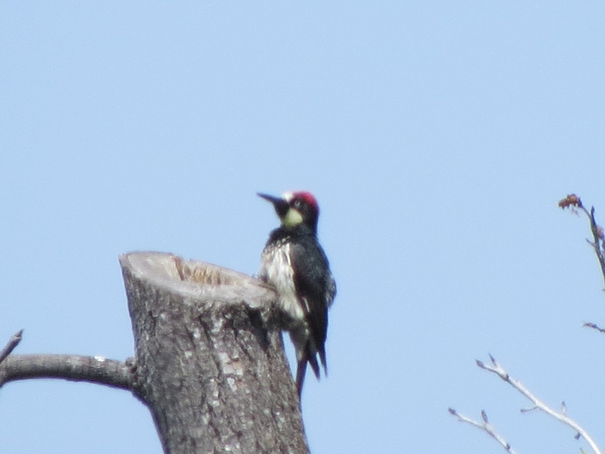 Acorn Woodpecker - GLORIA GWYNNE