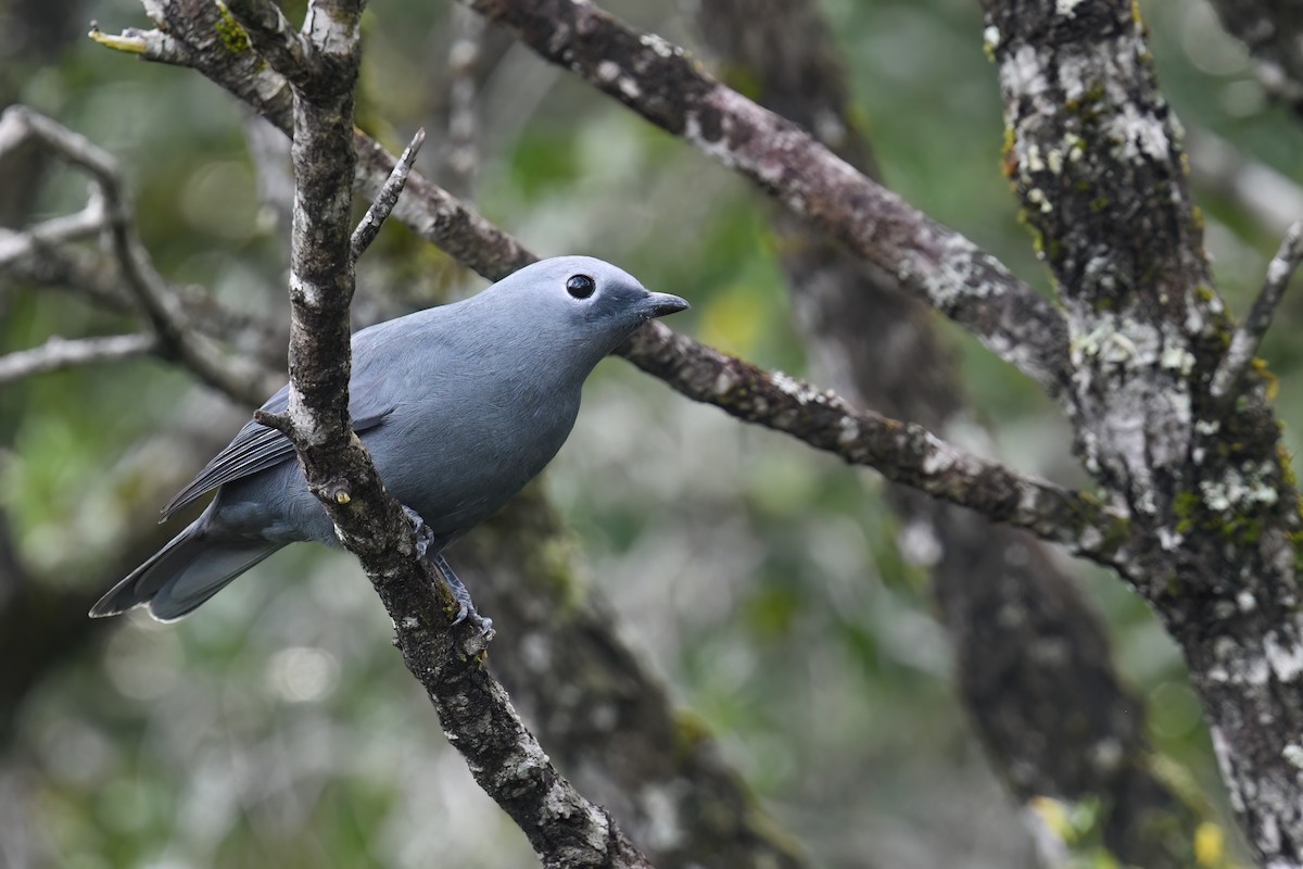 Gray Cuckooshrike - Regard Van Dyk