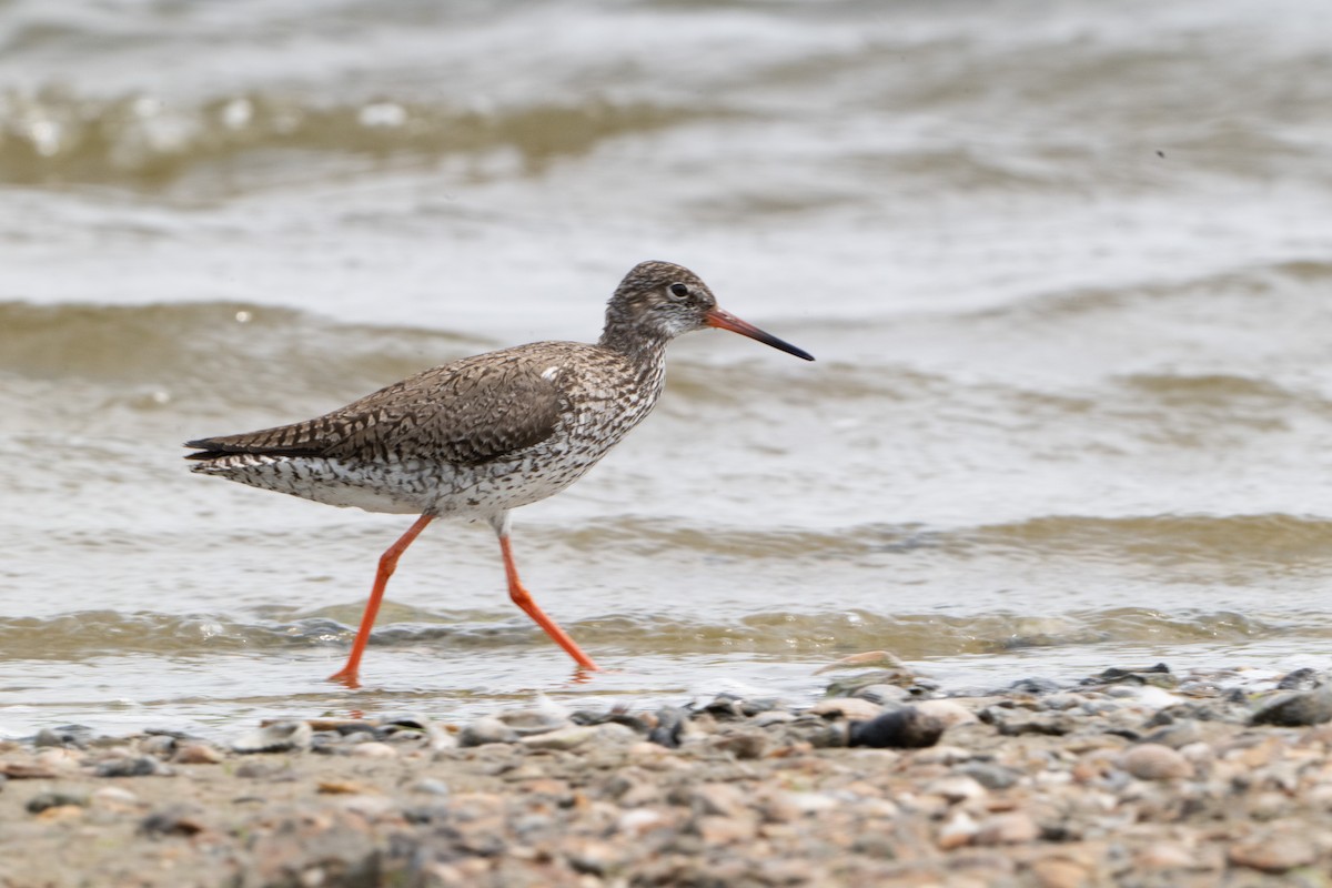 Common Redshank - ML619494398