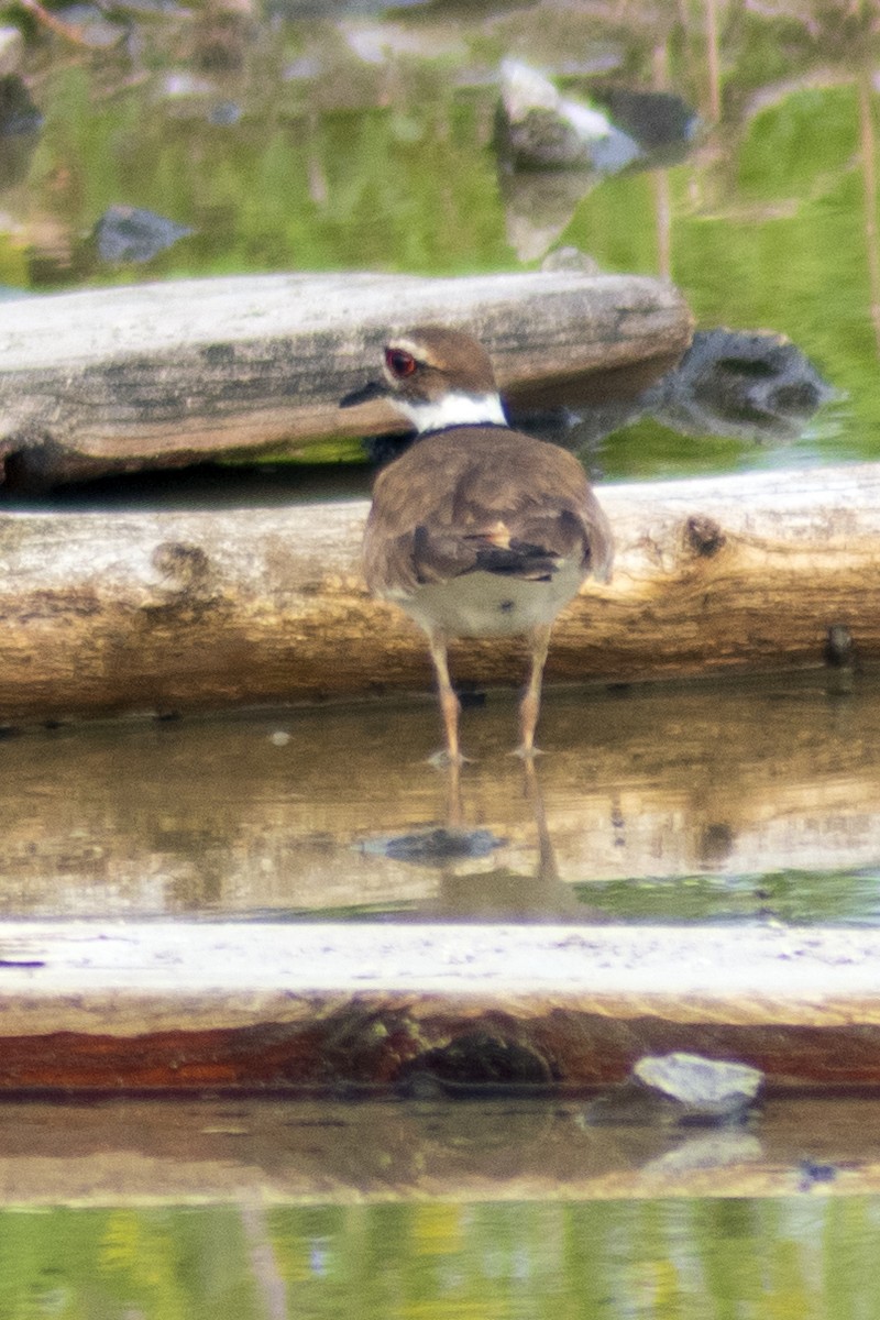 Killdeer - Steve Coates