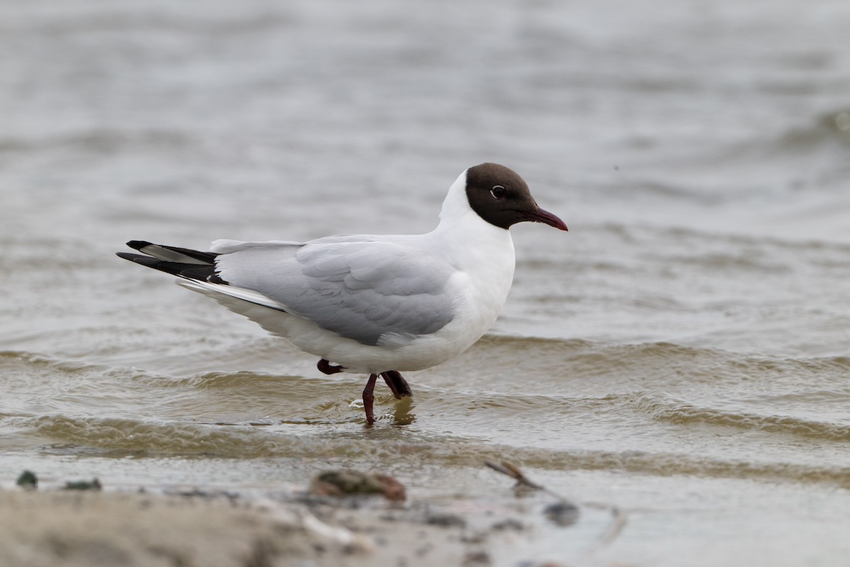 Black-headed Gull - Guido Van den Troost