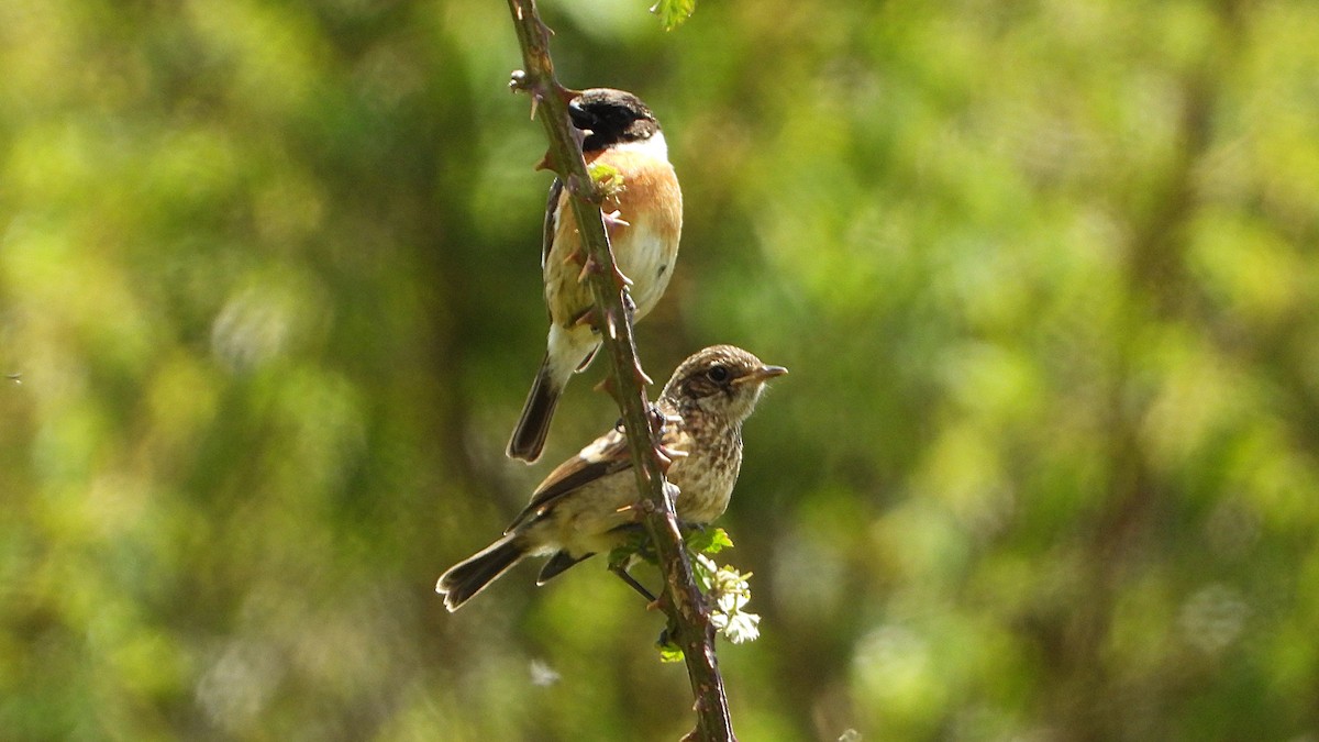 European Stonechat - Manuel García Ruiz