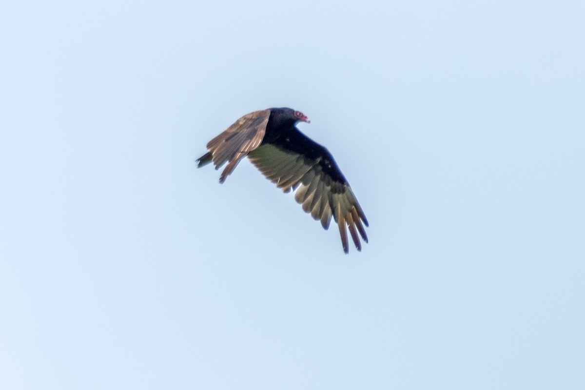 Turkey Vulture - Steve Coates