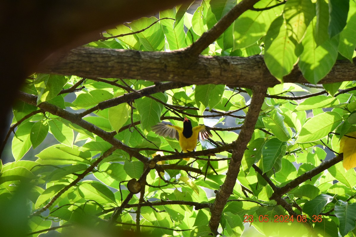 Black-hooded Oriole - Sanjana Kajawe