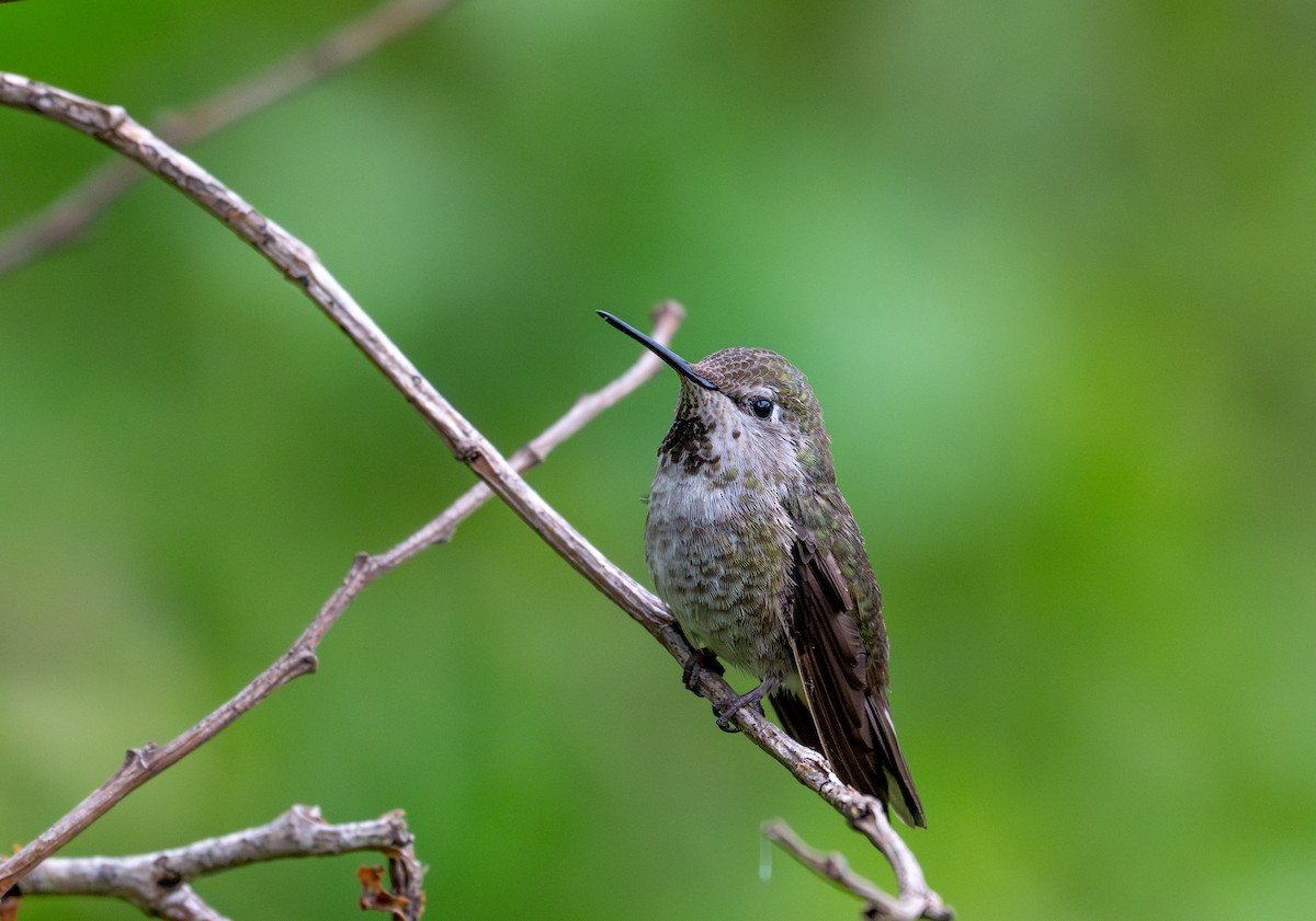 Anna's Hummingbird - Herb Elliott