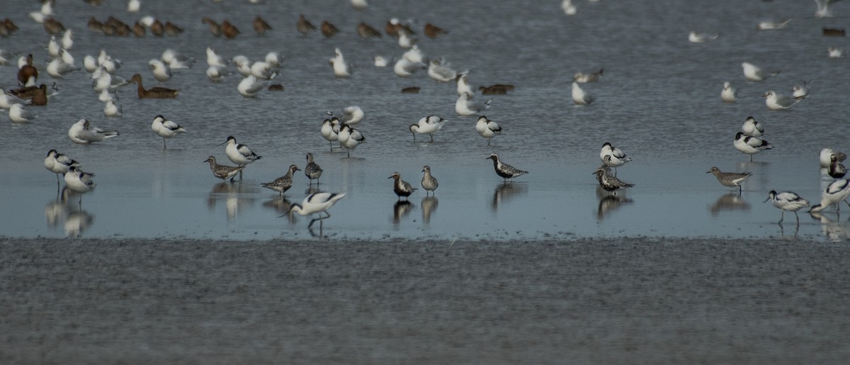 Black-bellied Plover - Theo de Clermont