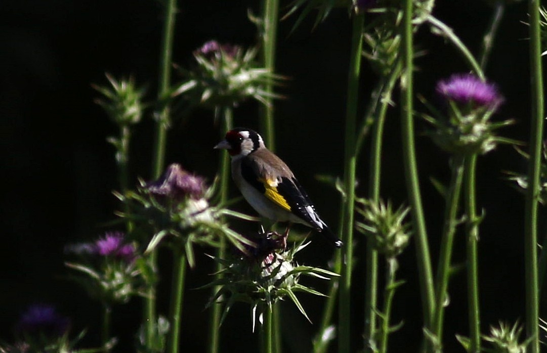 European Goldfinch - Miguel García