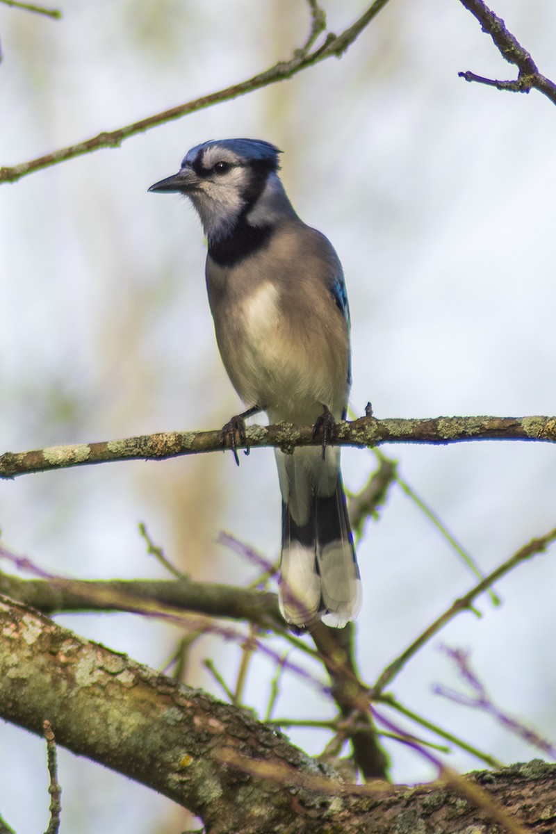 Blue Jay - Steve Coates