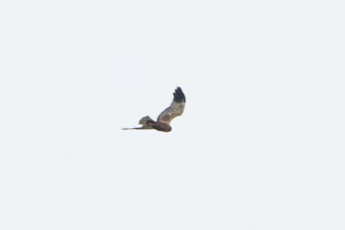 Western Marsh Harrier - Guido Van den Troost