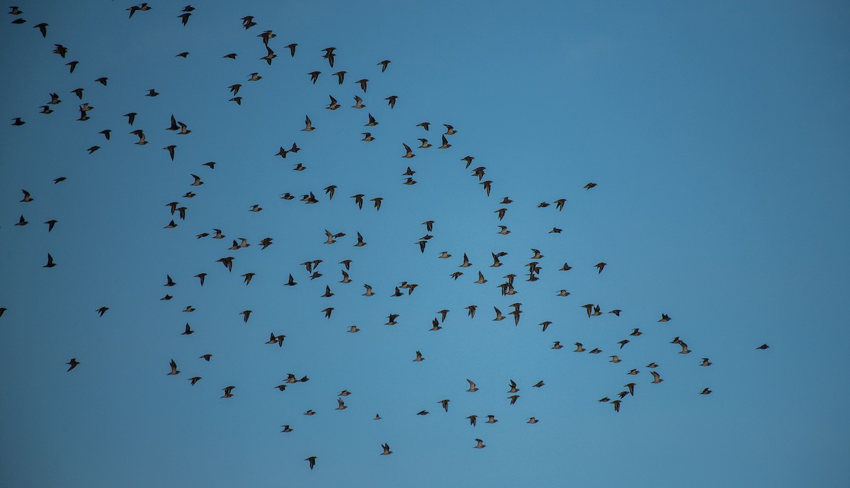 European Golden-Plover - Theo de Clermont