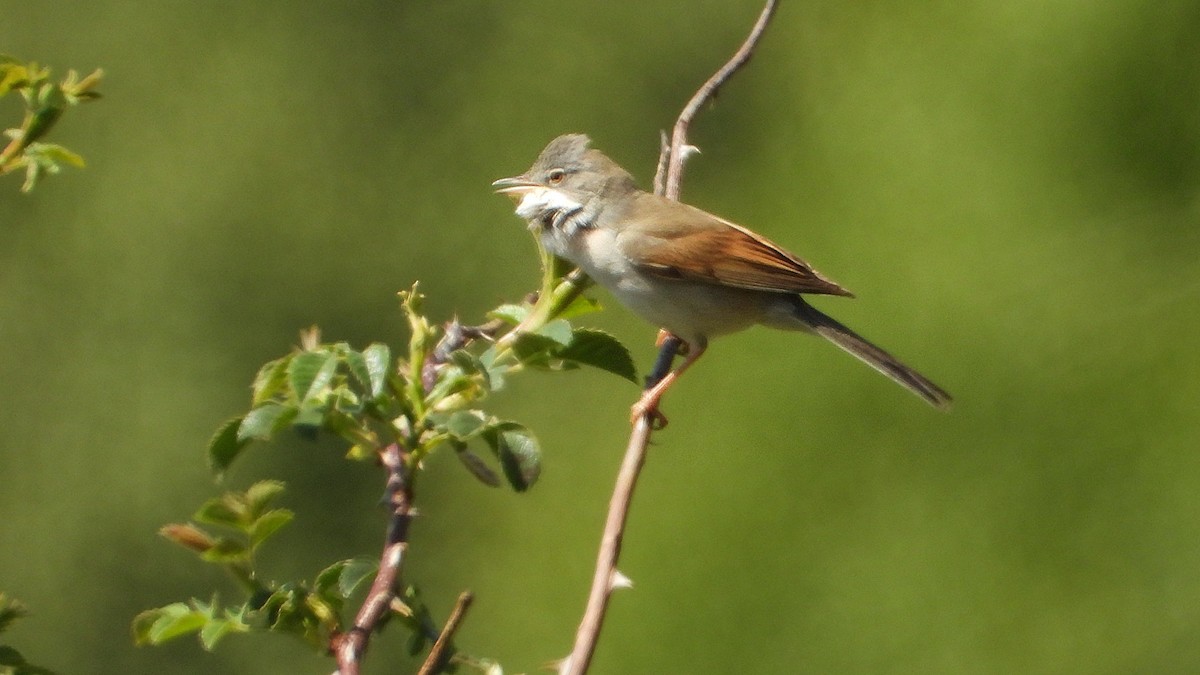 Greater Whitethroat - Manuel García Ruiz