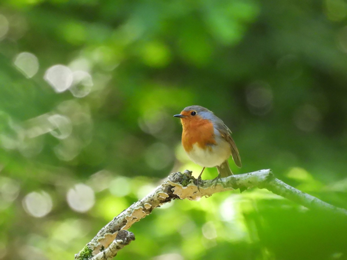 European Robin - Mark Smiles