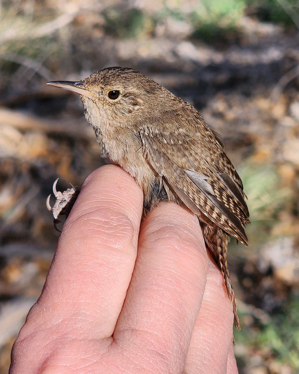 House Wren - Nancy Cox