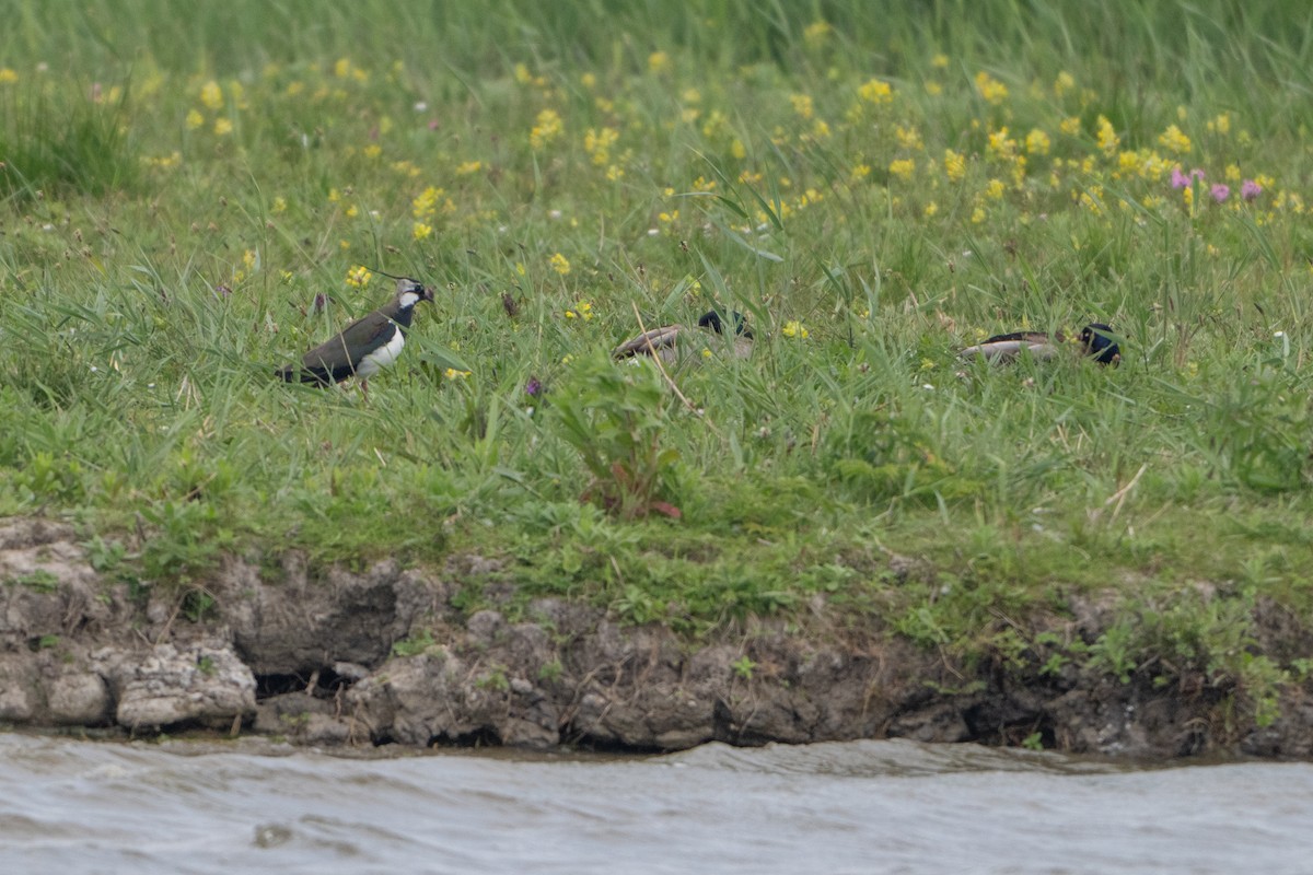 Northern Lapwing - Guido Van den Troost