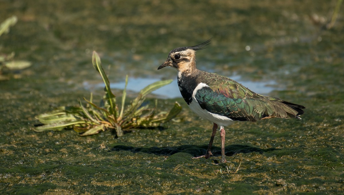 Northern Lapwing - Theo de Clermont