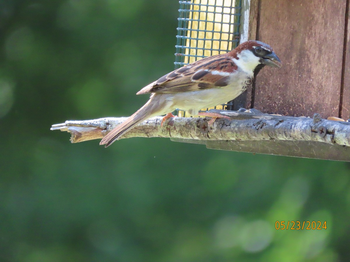 House Sparrow - Susan Leake