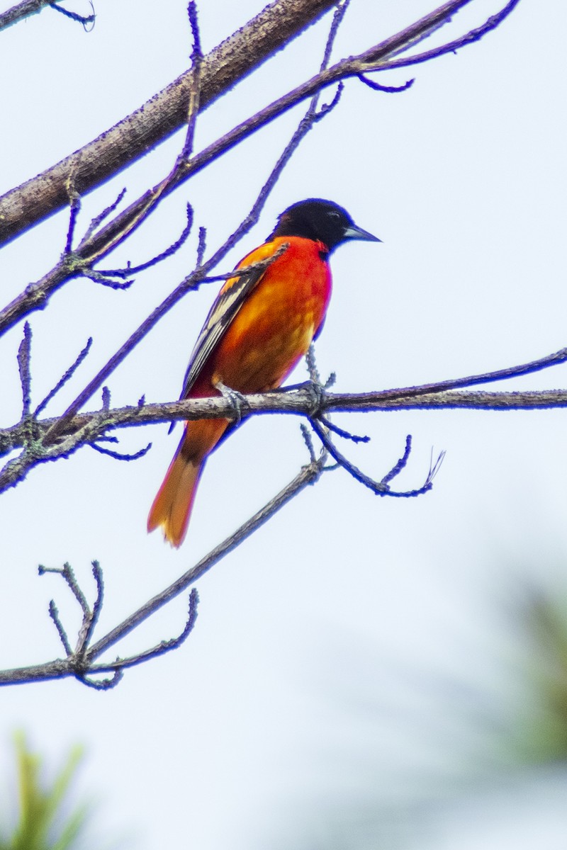 Baltimore Oriole - Steve Coates