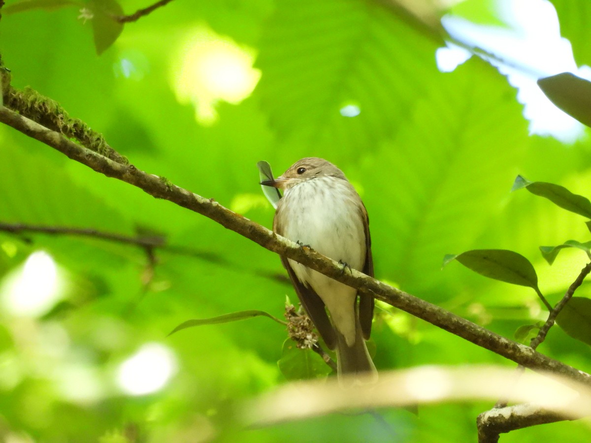 Spotted Flycatcher - Mark Smiles