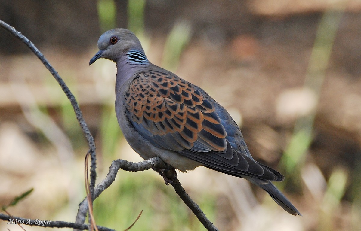 European Turtle-Dove - Mário Roque