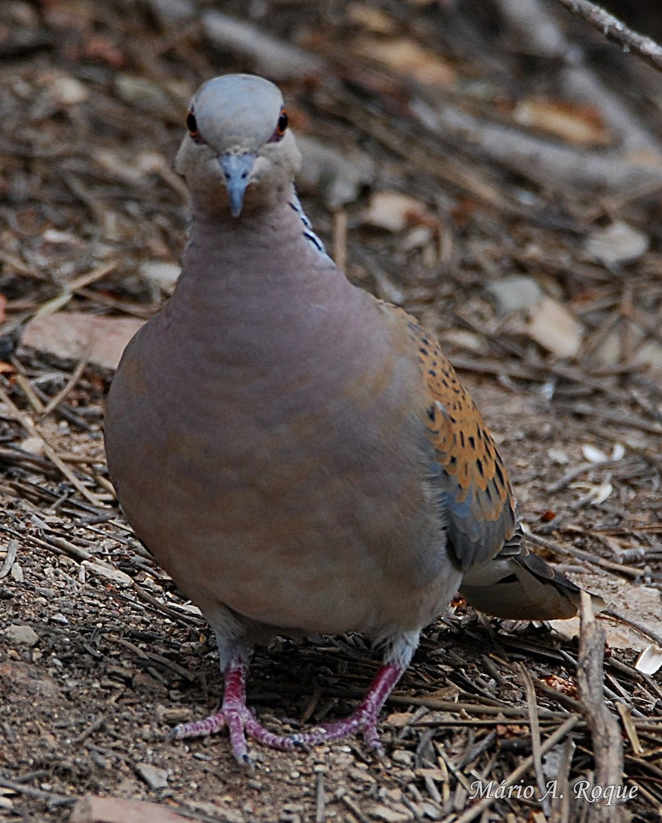 European Turtle-Dove - Mário Roque