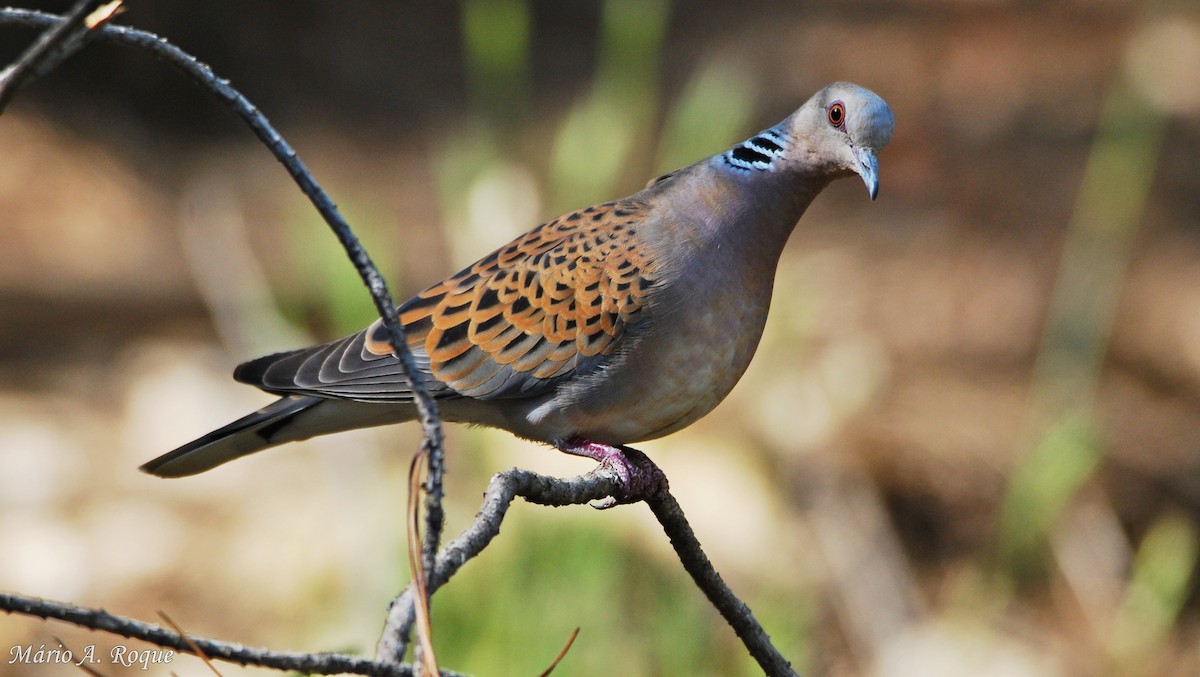 European Turtle-Dove - Mário Roque