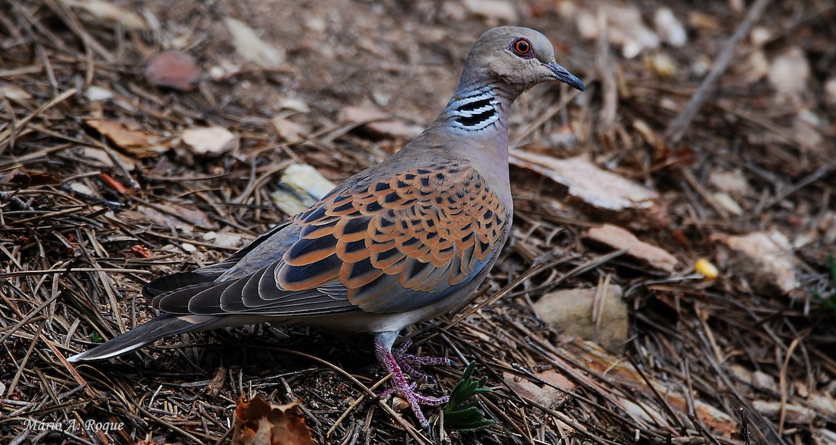 European Turtle-Dove - Mário Roque