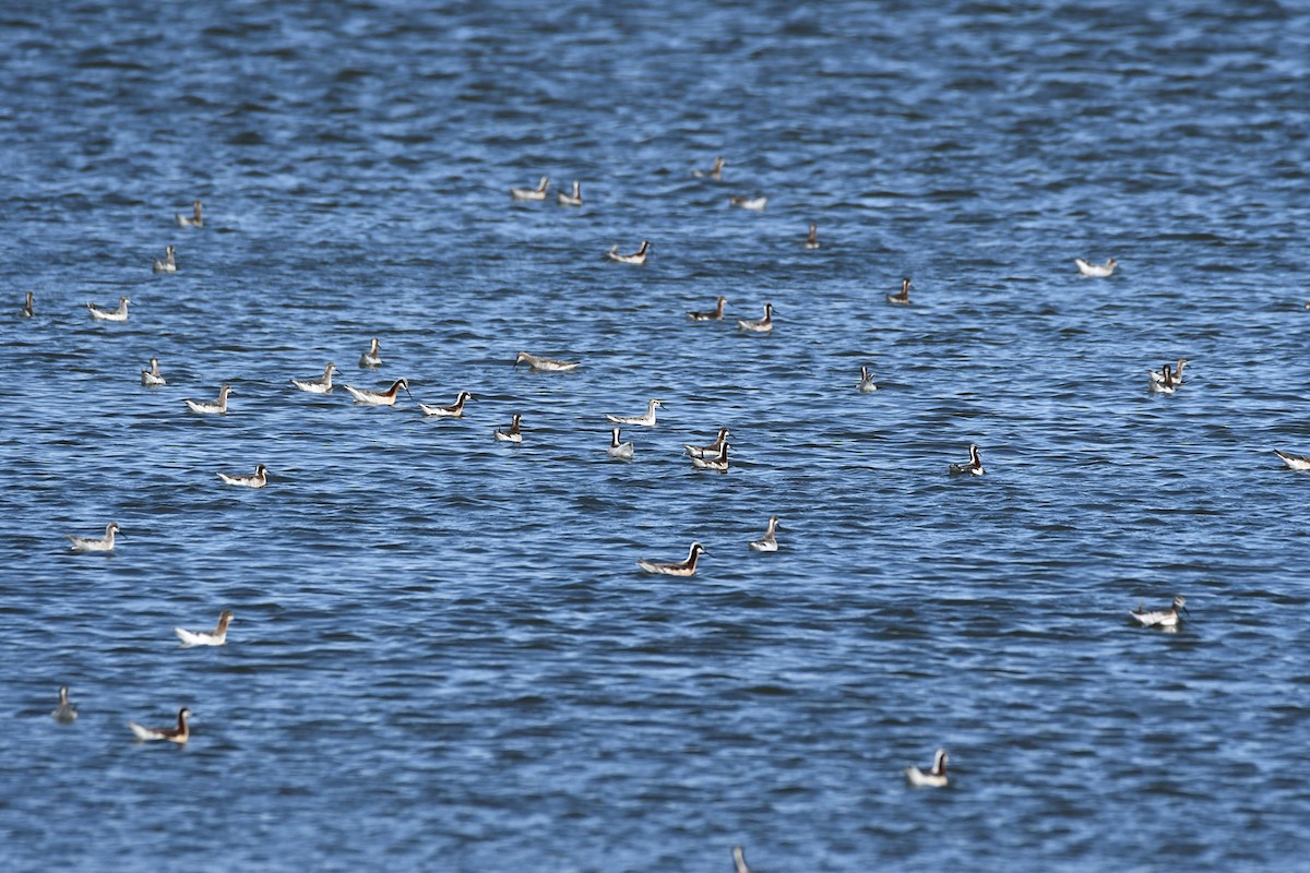 Wilson's Phalarope - Glenn Wyatt