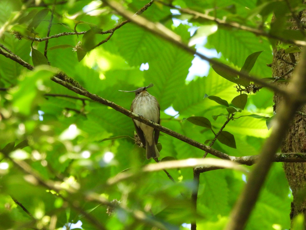 Spotted Flycatcher - Mark Smiles