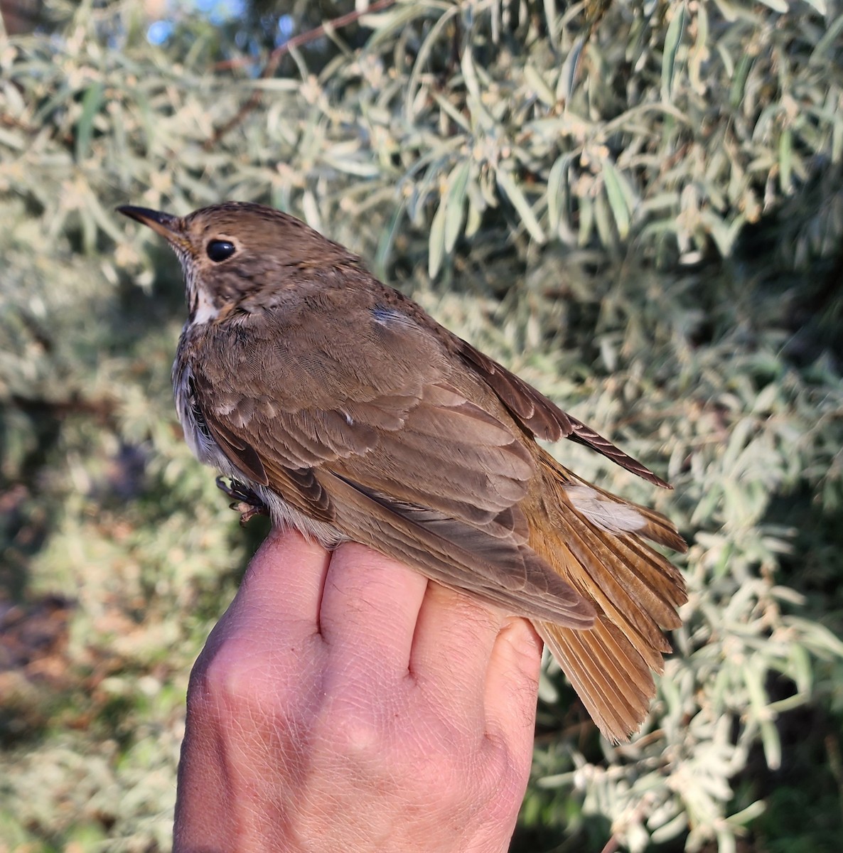 Hermit Thrush - Nancy Cox