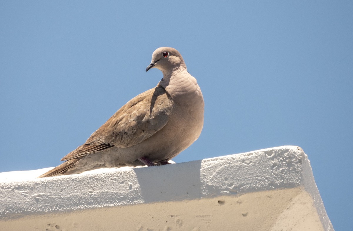 Eurasian Collared-Dove - Mark Penkower