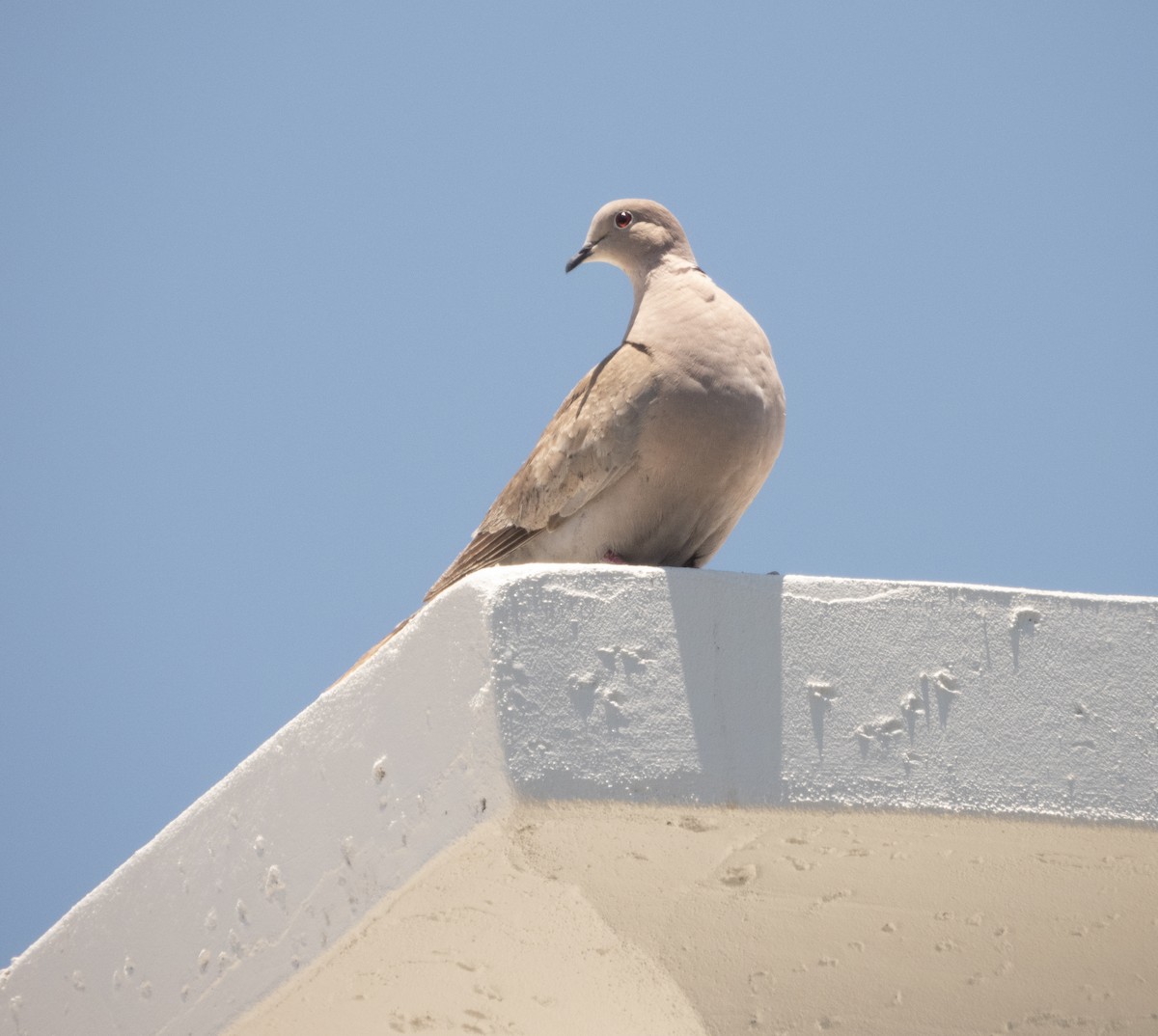 Eurasian Collared-Dove - Mark Penkower