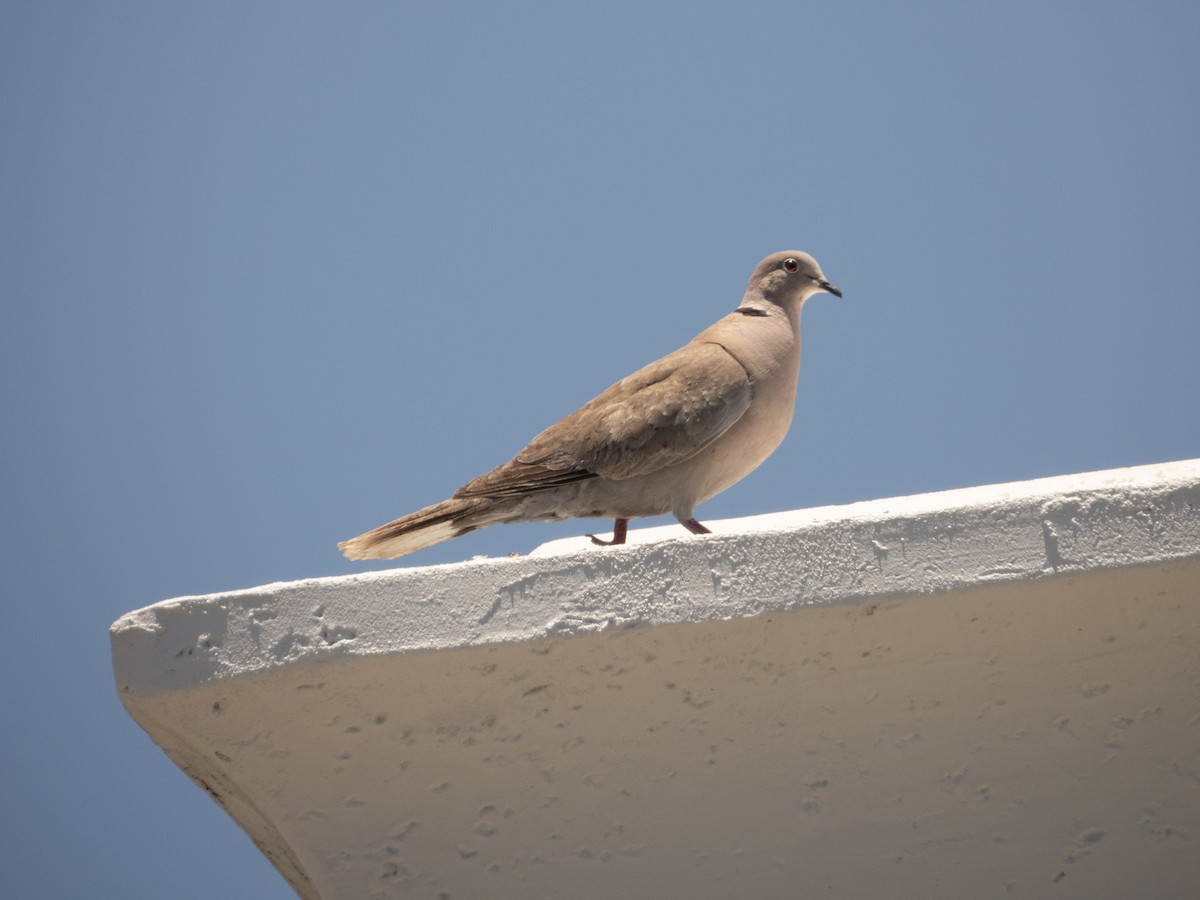 Eurasian Collared-Dove - Mark Penkower