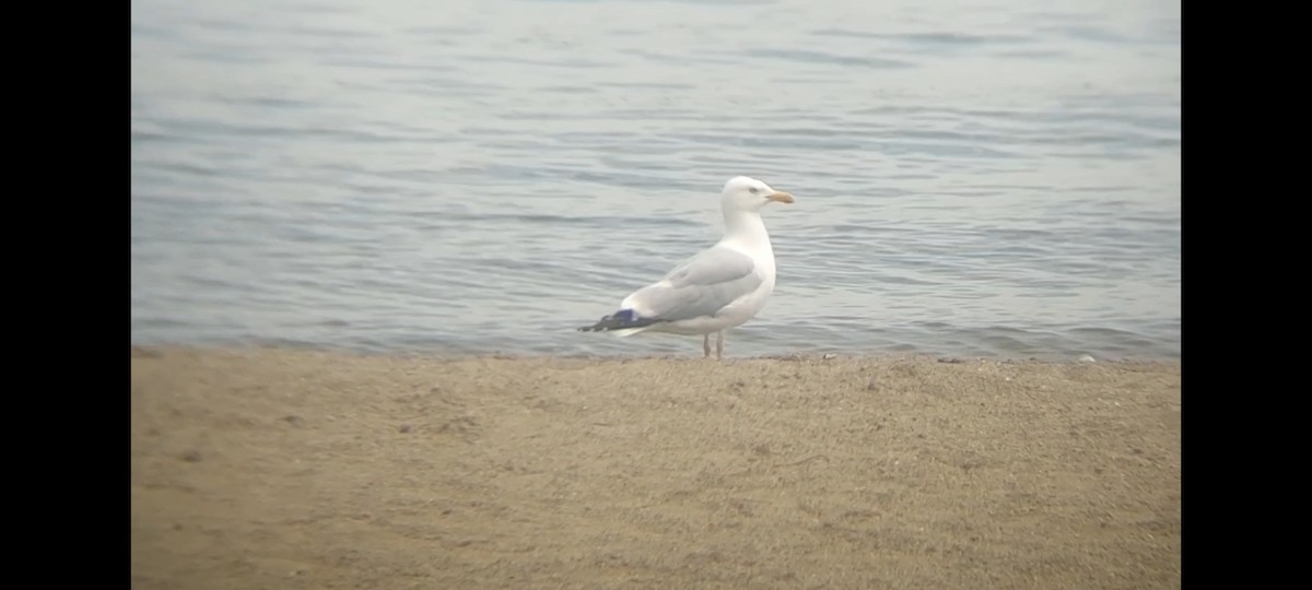 Herring Gull (American) - Emerson Lisboa