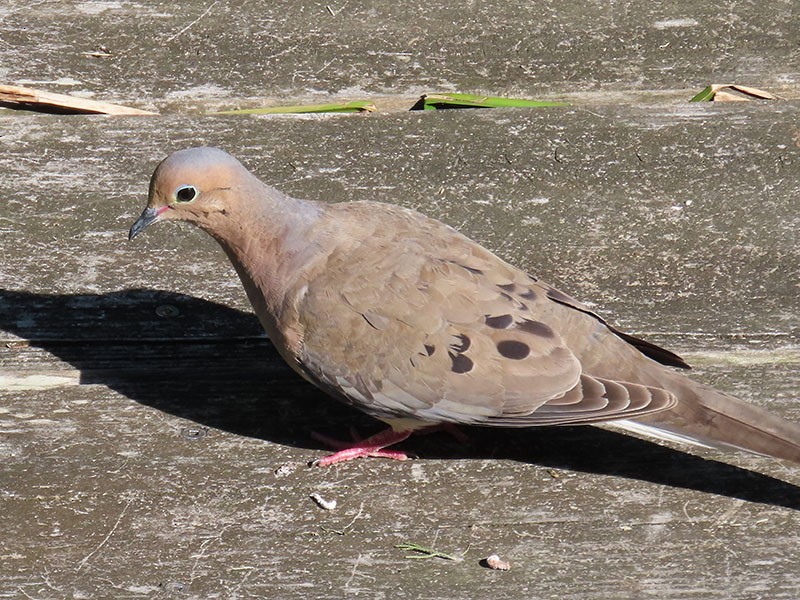 Mourning Dove - Karen Lebing