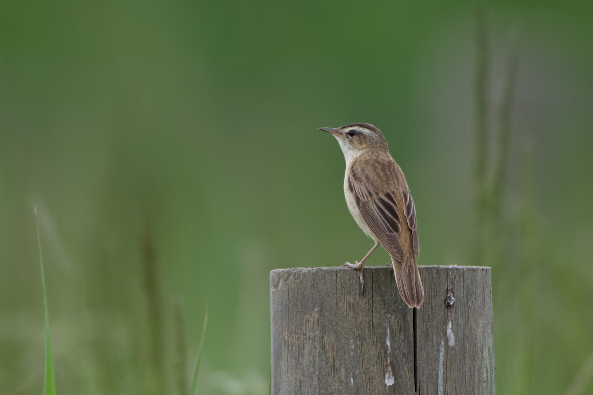 Sedge Warbler - Guido Van den Troost