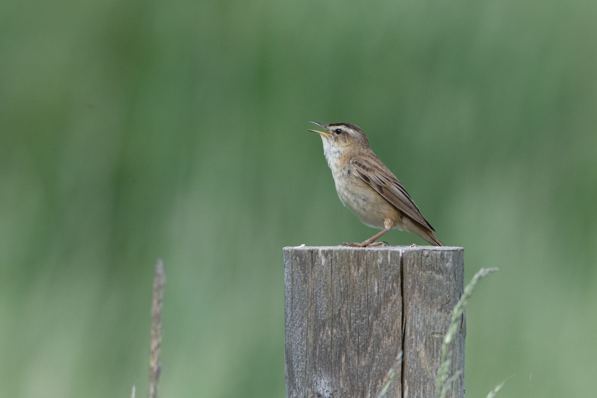 Sedge Warbler - Guido Van den Troost