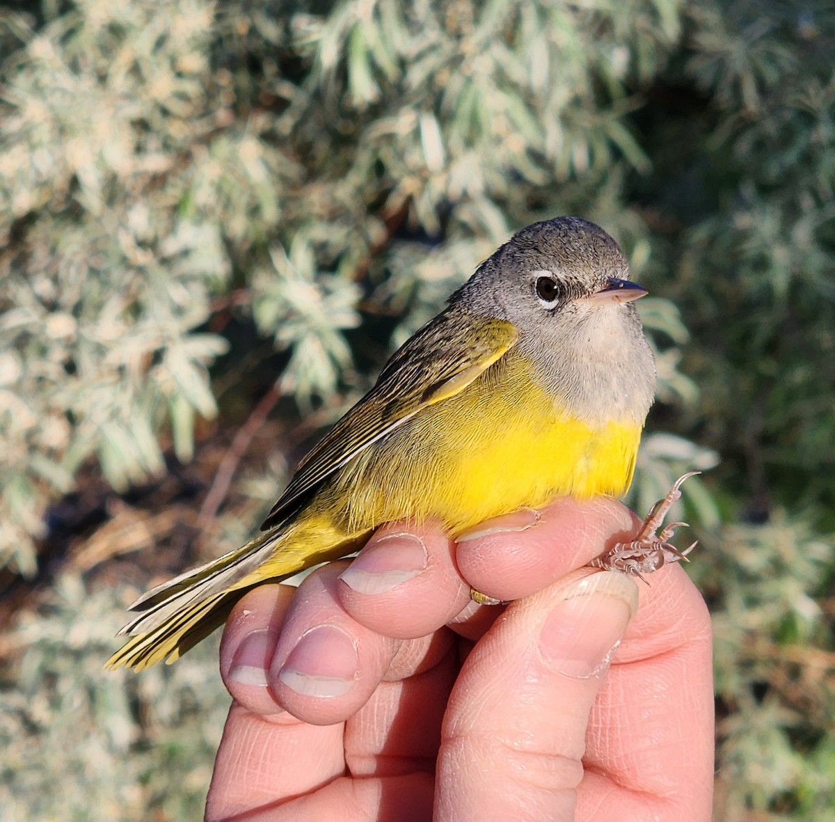 MacGillivray's Warbler - Nancy Cox