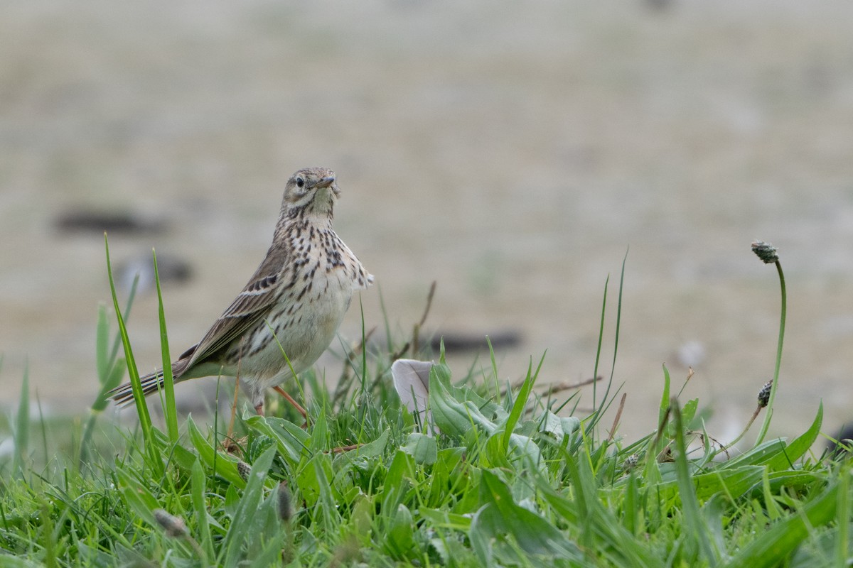 Meadow Pipit - Guido Van den Troost