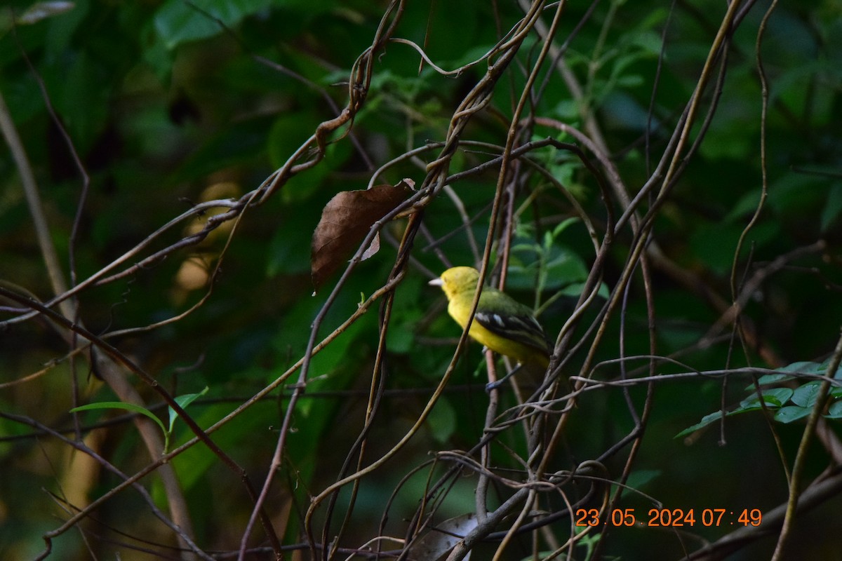 Common Iora - ML619494478