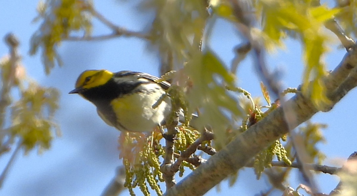 Black-throated Green Warbler - Philip Kyle