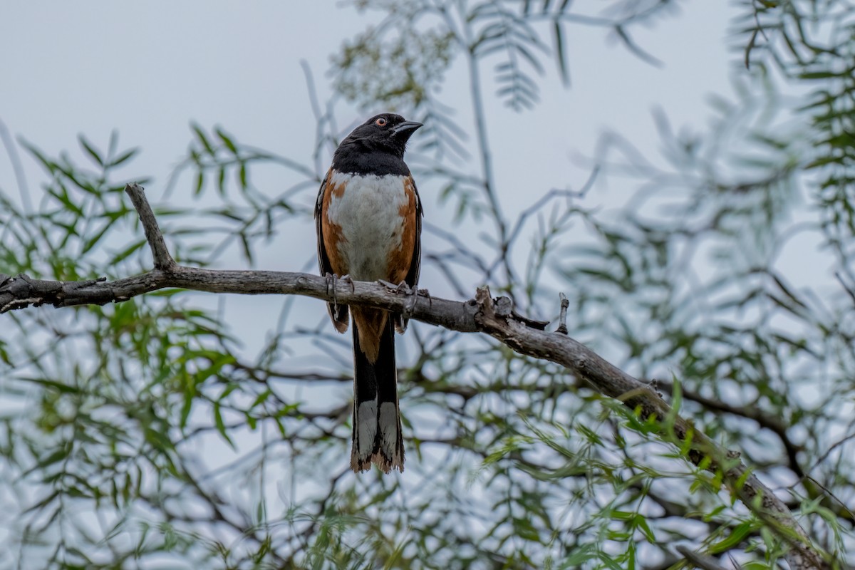 Spotted Towhee - David Ornellas