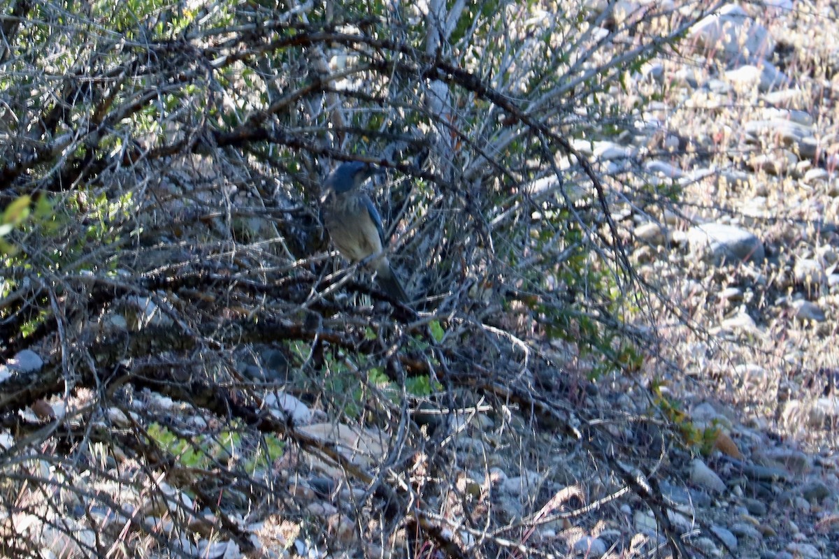 Woodhouse's Scrub-Jay - JoAnn Dalley