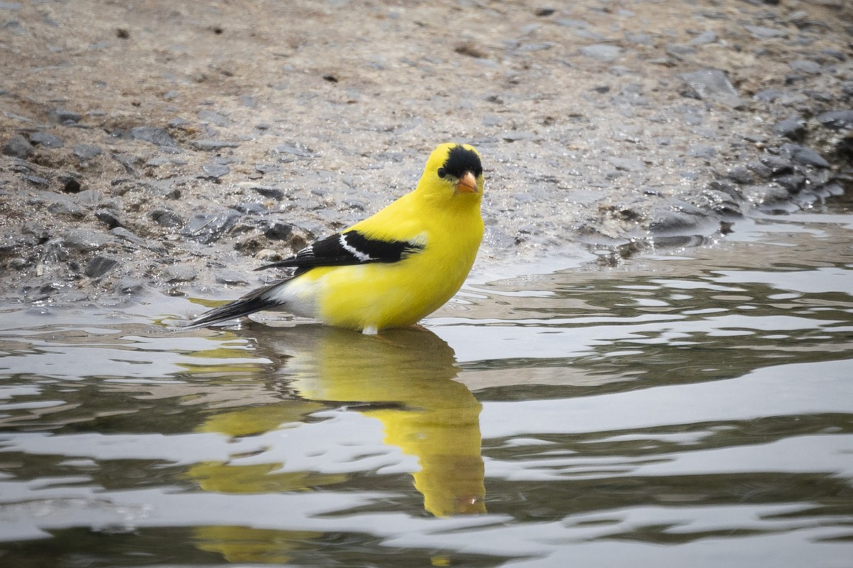 American Goldfinch - Joel Bookhammer