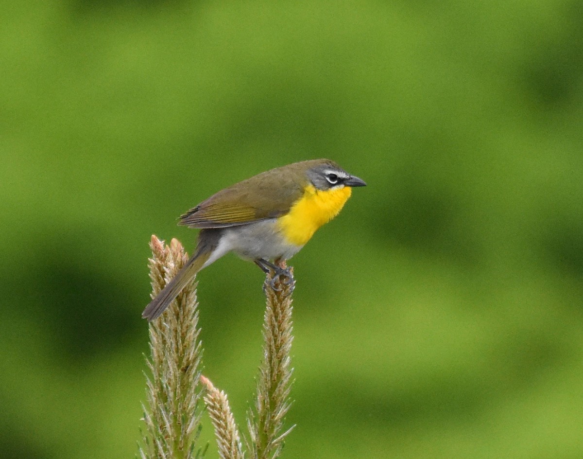 Yellow-breasted Chat - peter robinson