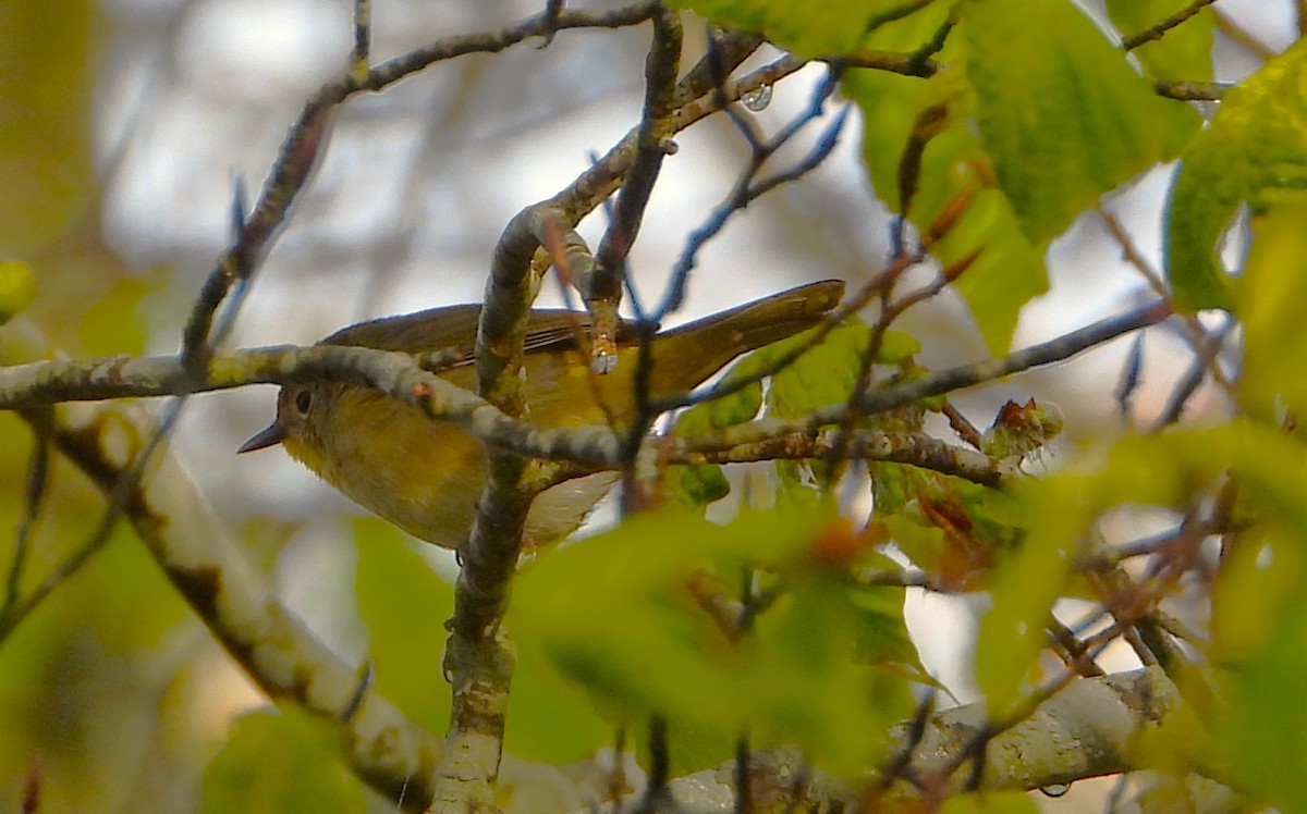 Common Yellowthroat - Philip Kyle